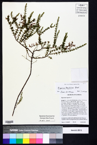 Hypericum piriai image