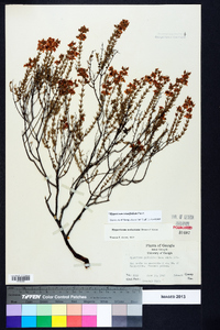 Hypericum piriai image