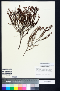 Hypericum piriai image