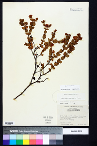 Hypericum tetrapetalum image