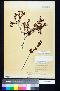 Hypericum tetrapetalum image