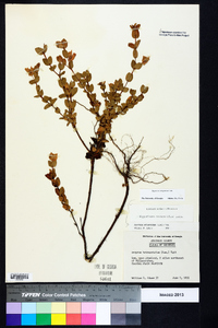 Hypericum tetrapetalum image