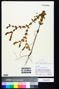 Hypericum tetrapetalum image