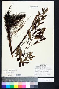 Triadenum walteri image