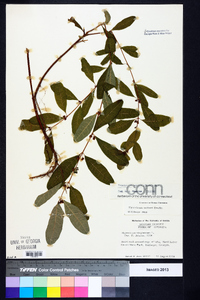 Triadenum walteri image