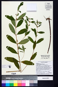 Triadenum walteri image