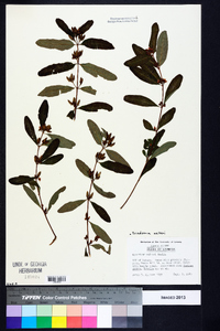 Triadenum walteri image