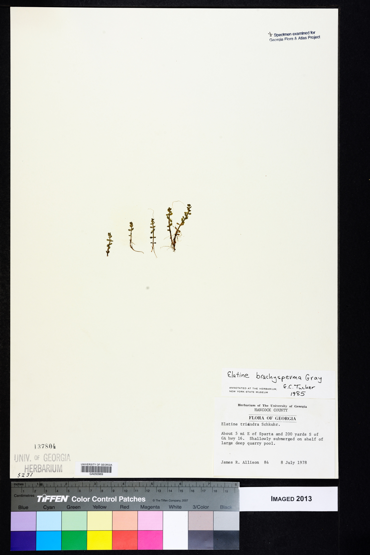 Elatine brachysperma image