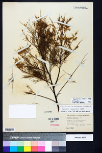 Tamarix canariensis image