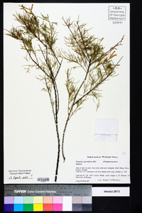 Tamarix parviflora image