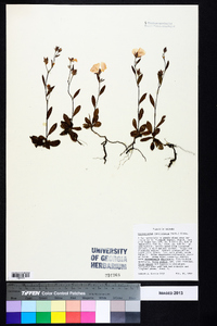 Crocanthemum carolinianum image
