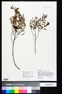 Helianthemum corymbosum image