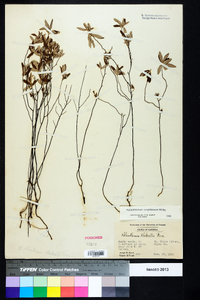 Helianthemum corymbosum image