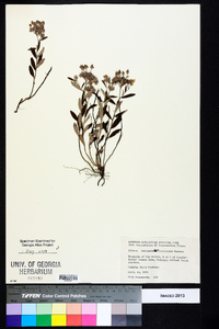 Helianthemum corymbosum image