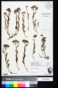 Helianthemum corymbosum image