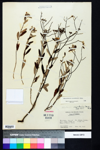 Helianthemum corymbosum image