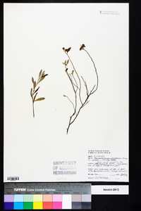 Helianthemum corymbosum image