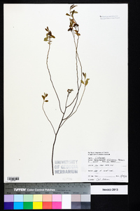 Helianthemum corymbosum image