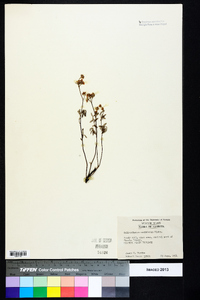 Helianthemum corymbosum image