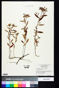 Helianthemum corymbosum image