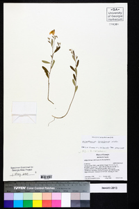 Helianthemum corymbosum image