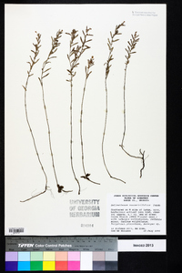 Helianthemum rosmarinifolium image