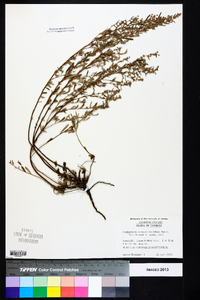 Helianthemum rosmarinifolium image