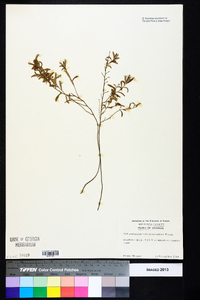 Helianthemum rosmarinifolium image