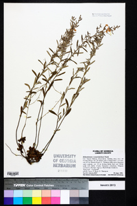 Helianthemum rosmarinifolium image