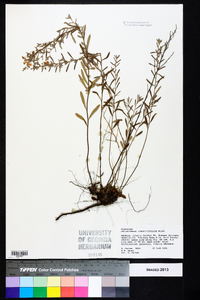 Helianthemum rosmarinifolium image