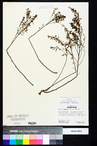 Helianthemum rosmarinifolium image