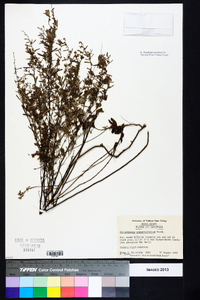 Helianthemum rosmarinifolium image