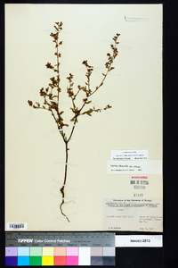 Lechea mucronata image