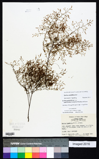 Lechea sessiliflora image