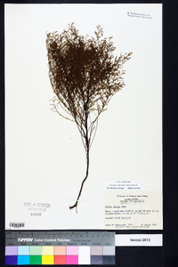 Lechea sessiliflora image