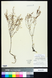 Lechea sessiliflora image