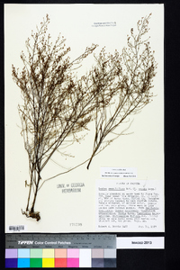 Lechea sessiliflora image