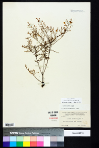 Lechea sessiliflora image