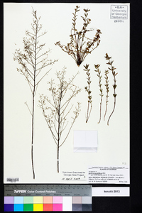 Lechea sessiliflora image