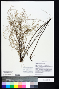 Lechea sessiliflora image