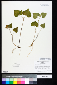 Viola canadensis var. canadensis image