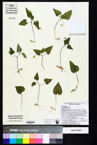 Viola hastata image