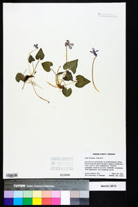 Viola hirsutula image