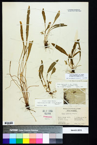 Viola lanceolata image