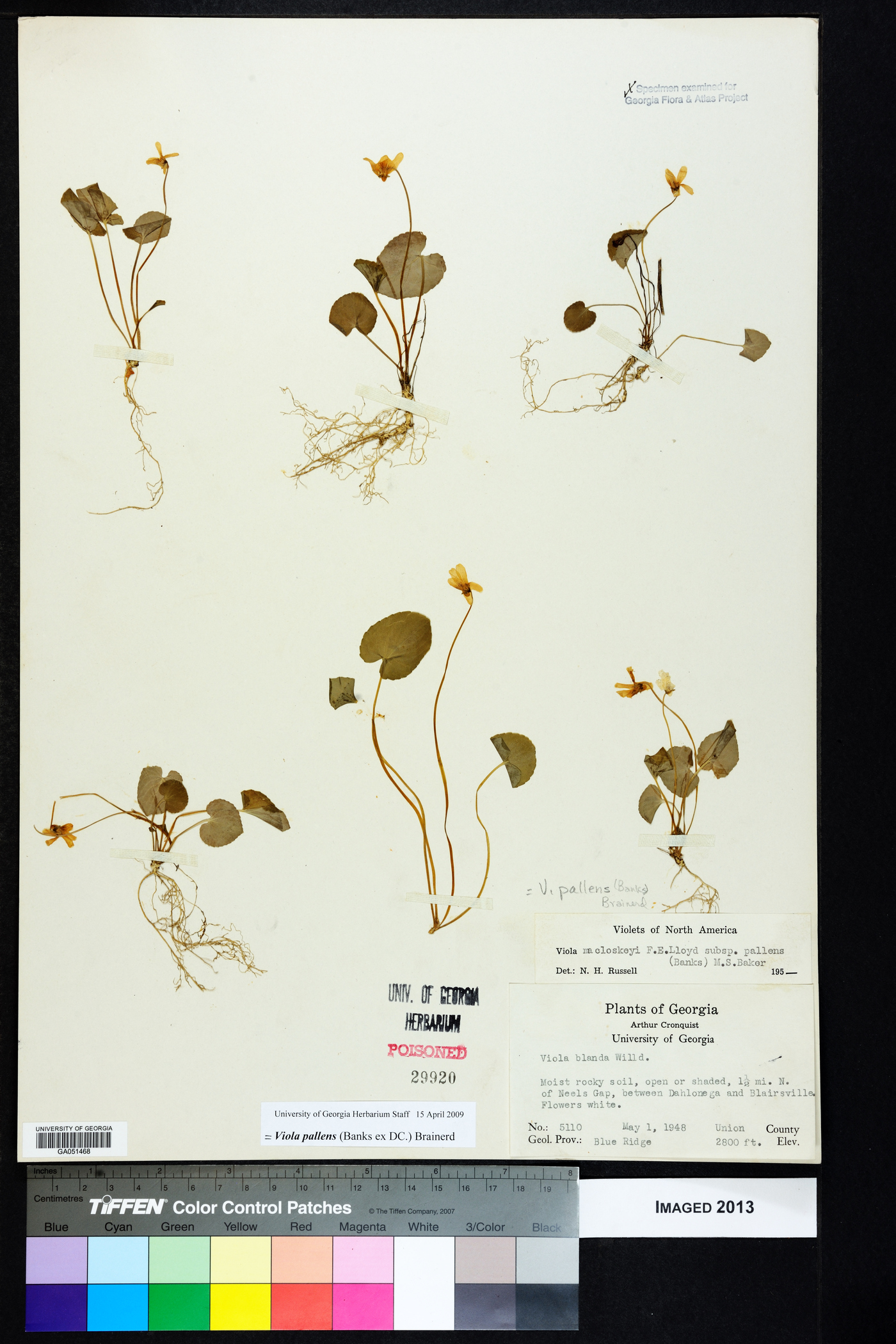 Viola macloskeyi subsp. pallens image
