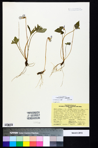 Viola palmata image