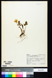 Viola palmata image