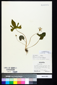 Viola palmata image