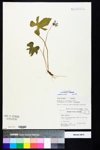 Viola palmata image