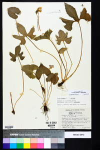 Viola palmata image